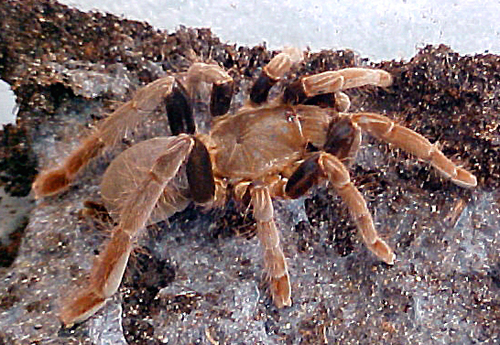 Hysterocrates apostolicus